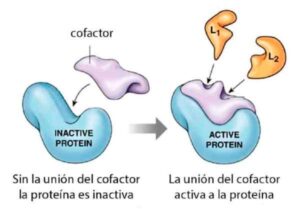 4 curso Desintoxicacion y Estabilidad