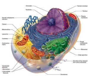 5 Glutation Terapia IV